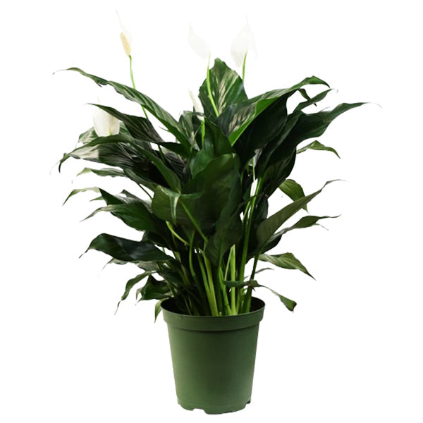 COLASANTI - 6IN PEACE LILY EA