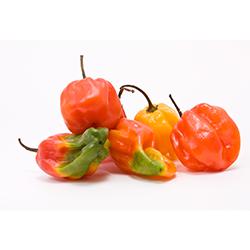 VEGETABLES - PEPPERS JAMAICAN MIX HOT REPACK 2.5 LBS