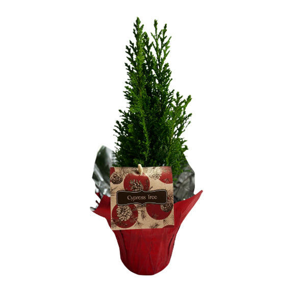 FARM TO CANADA - 4.5" CYPRESS TREE 1EA