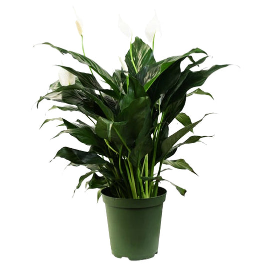 COLASANTI - 6IN PEACE LILY EA