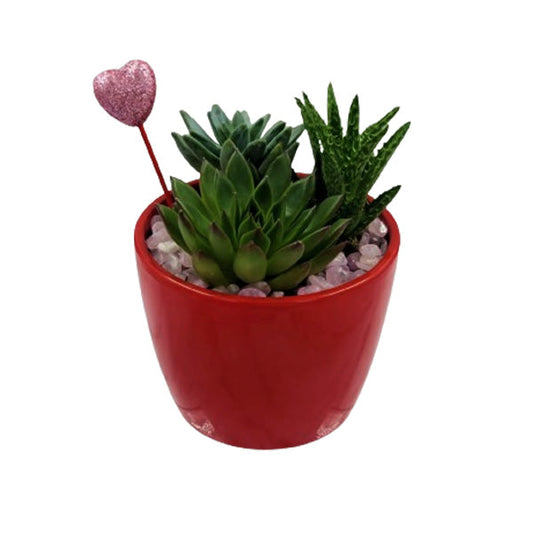 VALENTINE - LOVE POT RED EA