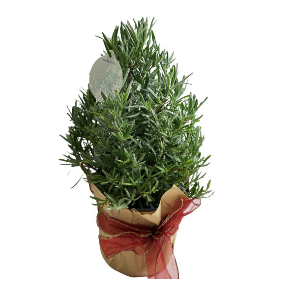 FARM TO CANADA - 6" LAVENDER TREE 1EA